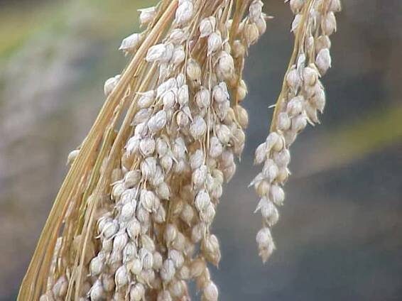 Soubor:Panicum miliaceum0.jpg