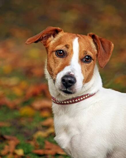 Dog Jack Russell Terrier Free Stock Photo - Public Domain Pictures