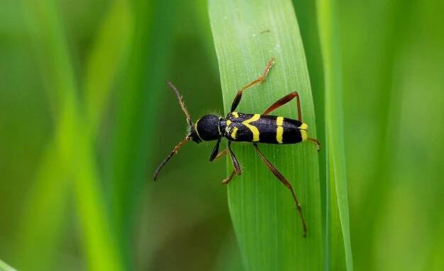 Makro Snímek černého A červeného Brouka Na Květině · Základová fotografie zdarma