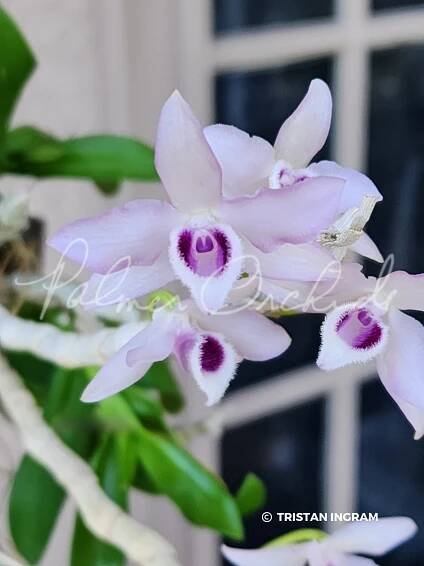 Den. parishii semi-alba Palmer Orchids.png