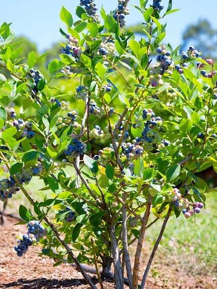 Jersey Blueberry Bush (Vaccinium Corymbosum) with clusters of ripe blue berries in a garden setting.