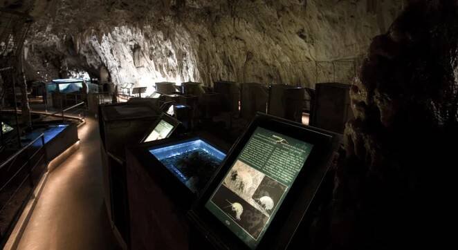 Postojna-Cave-Vivarium-Proteus-2