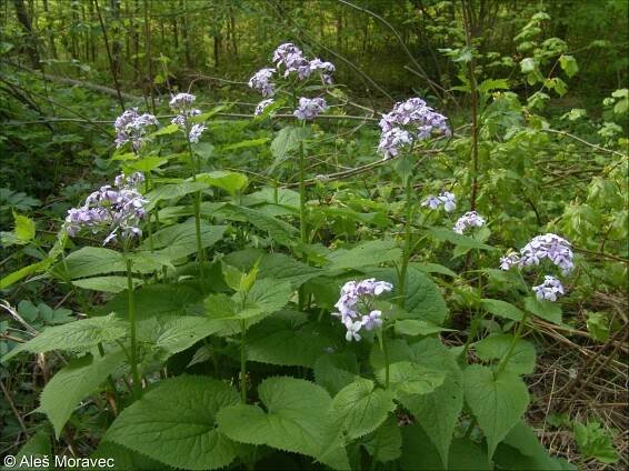 Lunaria rediviva – měsíčnice vytrvalá
