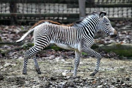 Prvním letošním ml�ádětem v brněnské zoo je zebra
