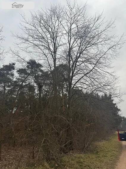 Prodej Pozemek, Olešnice, okres Hradec Králové
