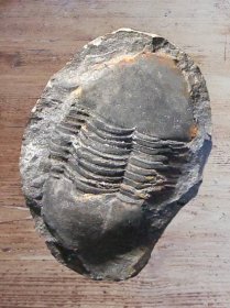 Soubor:Rokycanska Kulicka Trilobit Ectillaenus Katzeri.png – Wikipedie