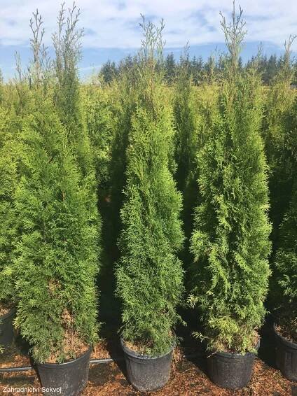 Jehličnaté dřeviny | Thuja occidentalis smaragd 150 cm | Zahradnictví ...