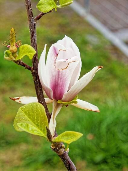 Photo Magnolia-2.jpeg.  Click to redisplay small version of image.