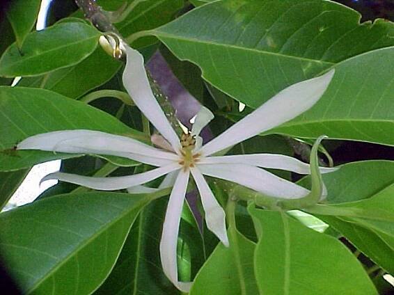 Champaca — California Tropical Fruit Tree Nursery