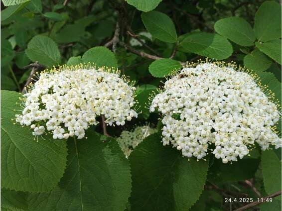 Kalina tušalaj (Viburnum lantana)