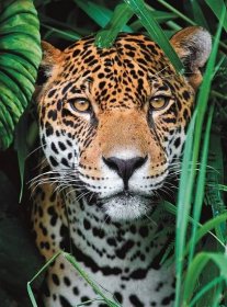 CLEMENTONI Puzzle Jaguár v džungli 500 dílků