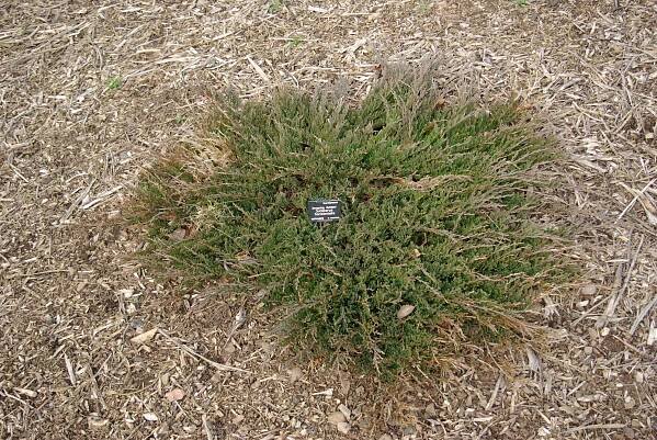 Soubor:Juniperus horizontalis by Nick.JPG