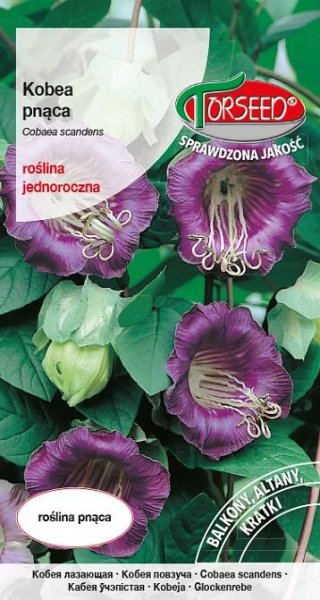 VILEC ŠPLHAVÝ, PŘEKRÁSNÁ POPÍNAVKA /5 SEMEN/ modrá