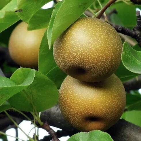 Pyrus pyrifolia 'Nijsseiki', japonská hruška nashi, 5litrový květináč