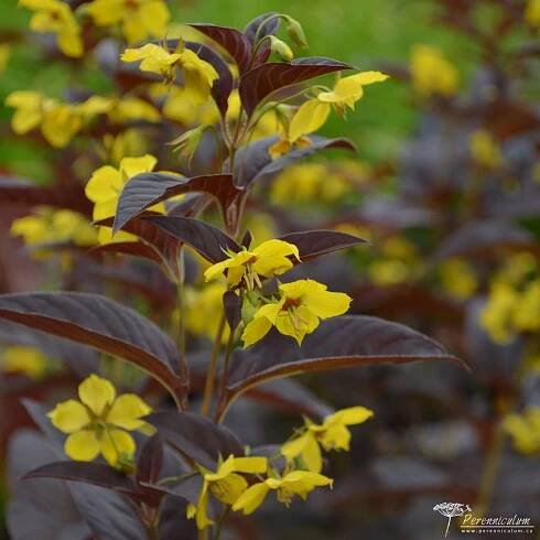 Lysimachia ciliata 'Firecracker'