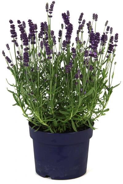 OBI Levandule "Felice Light Purple" průměr květináče cca 17 cm Lavandula