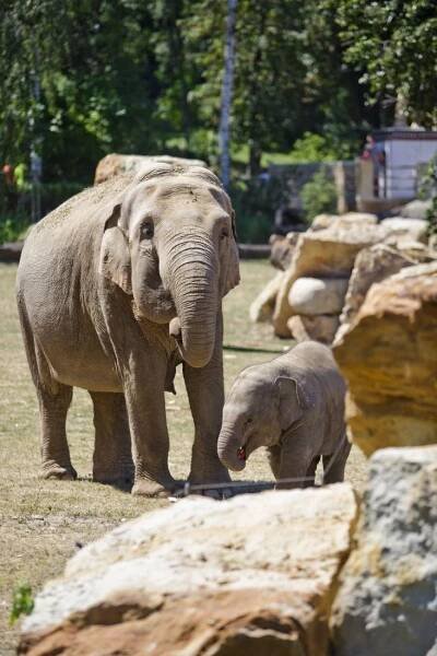 Zoo Praha slavila 80 let od příchodu prvního slona