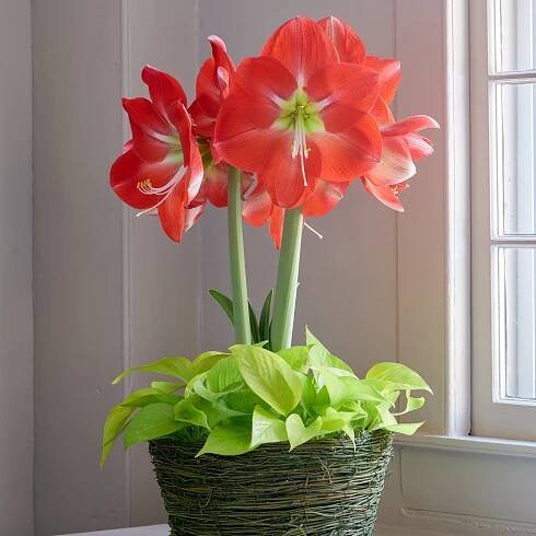 Amaryllis 'Monaco'
