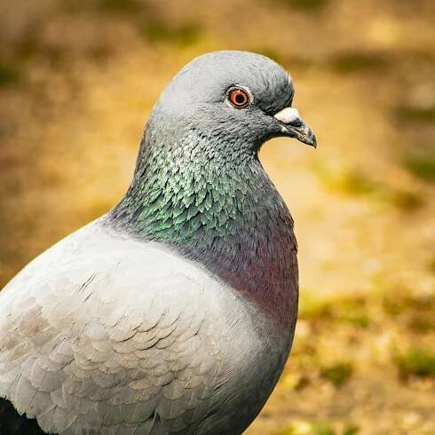 bezplatná Detailní záběr na holuba skalního (Columba livia) s duhovým peřím v Portugalsku. Základová fotografie