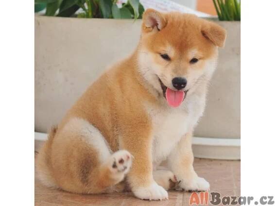 Japonský Shiba Inu - 3/5