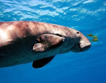 Dugong Facts - Animals of the Ocean