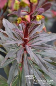 Euphorbia amygdaloides 'Purpurea' | Perenniculum