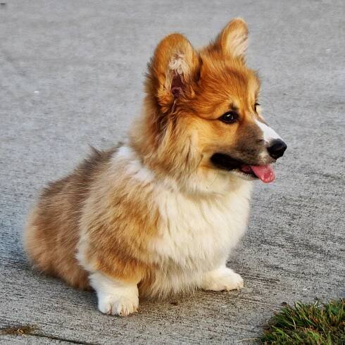 Corgi Pedigrees