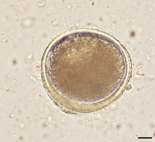 Toxocara cati Infection in Cats | Today's Veterinary Practice