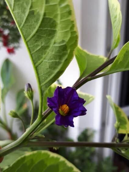 Pokojovky: Hořcový stromek panašovaný - Lycianthes rantonnetii, syn. Solanum rantonnetii.