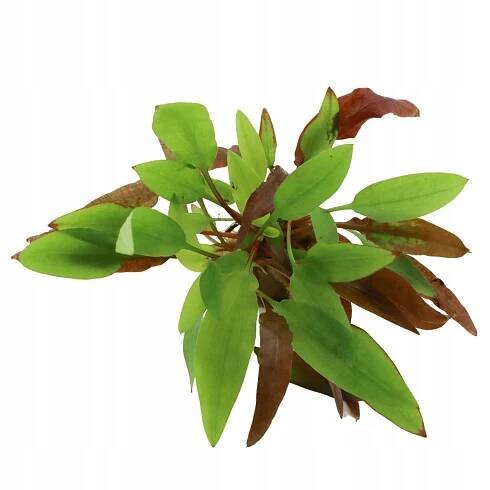 Cryptocoryne Affinis Dark Orange košík Dennerle EAN (GTIN) 4260614763609