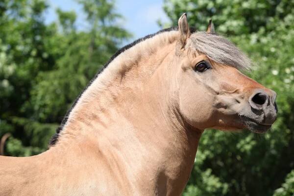 krásný fjord pony hřebec - fjordský kůň - stock snímky, obrázky a fotky