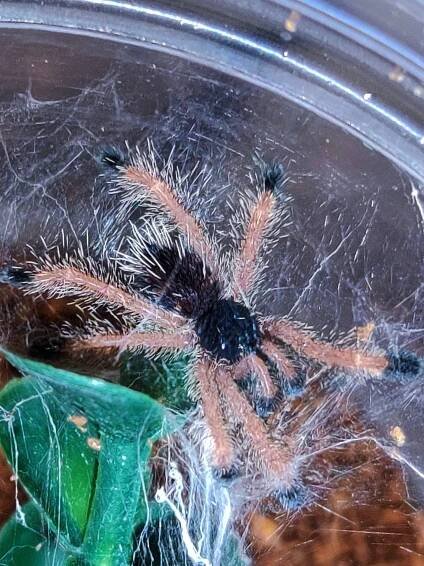 Avicularia metallica "white hairs"