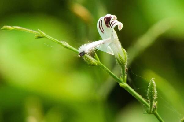 Andrographis