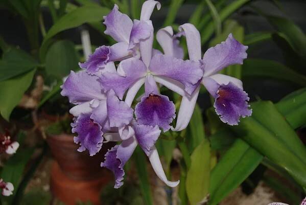 Botanická zahrada - Výstava orchidejí - fotogalerie