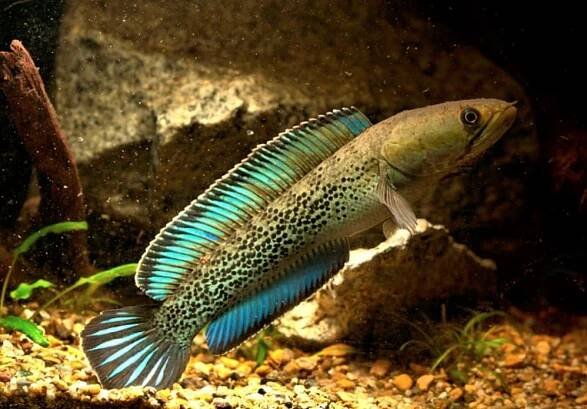 Snakehead Fish: Why They’re More Popular Than Ever