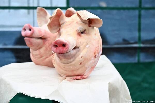 V plzeňském pivovaru proběhla zabijačka. Podívejte se na fotky - QAP.cz