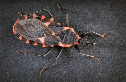 Co jsou štěnice domácí: druhy škůdců, parazitů a užitečných predátorů z řádu štěnic - Bez švábů