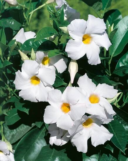 Mandevilla ´White´ , Mandevila bílá, K11
