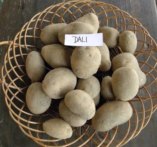 img/products/130/dali_2.jpg