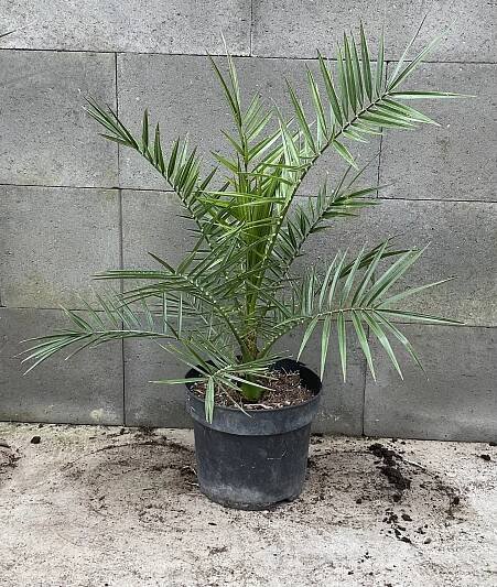 Phoenix canariensis, cca 30-40 cm