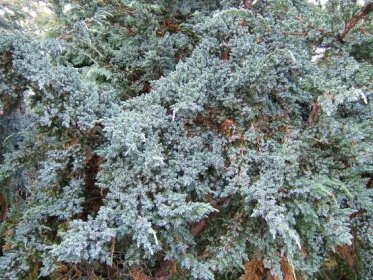 Soubor:Juniperus squamata0.jpg – Wikipedie