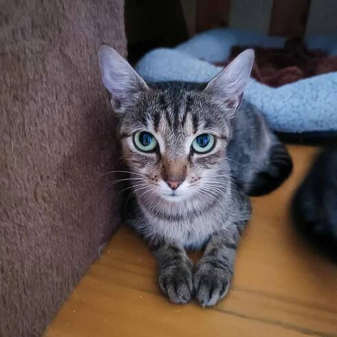 Francis