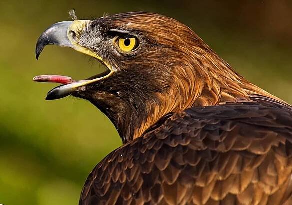 9 Best Ways To Identify Birds In Flight (BONUS resources!) - Birding Outdoors
