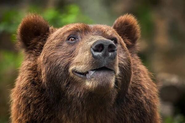 Zoo Děčín slaví 75. narozeniny: Pomozte pokořit rekord v tričkách s medvědem!