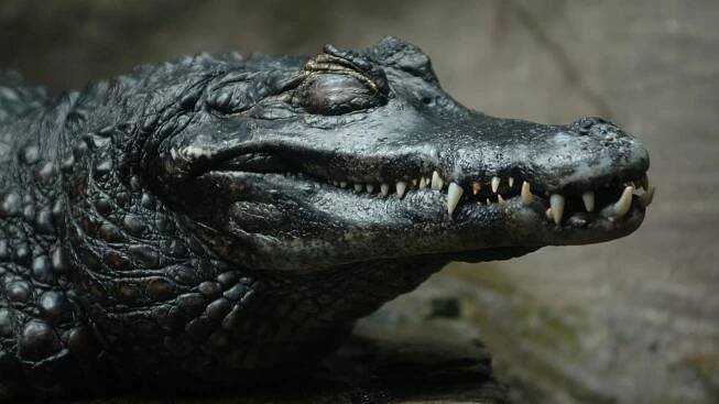 Do tlamy černého kajmana nahlédnete v pondělí na ZOOMu!