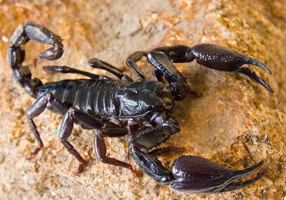 Black Scorpion