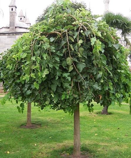 Morus alba 'Pendula' | kmen 200 - Moruše | Starkl - zahradní­k spol. s r.o. STROMY