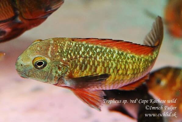 Tropheus-sp