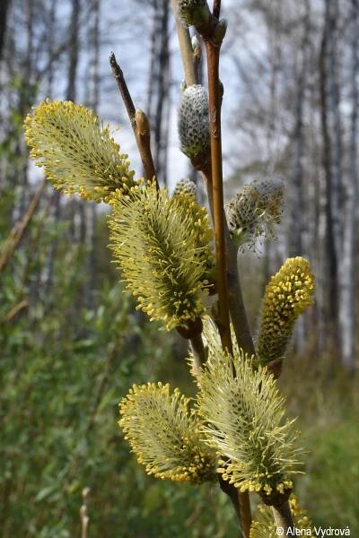 Salix cinerea | Květena Šumavy