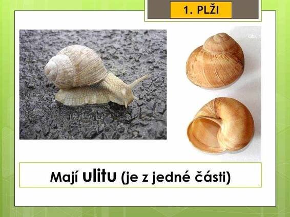Měkkýši – Plži – Materiály pro žáky ZŠ